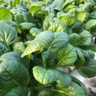 Tatsoi (Asian Spinach)