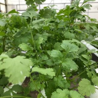 Cilantro
