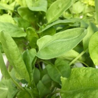 Green Sorrel