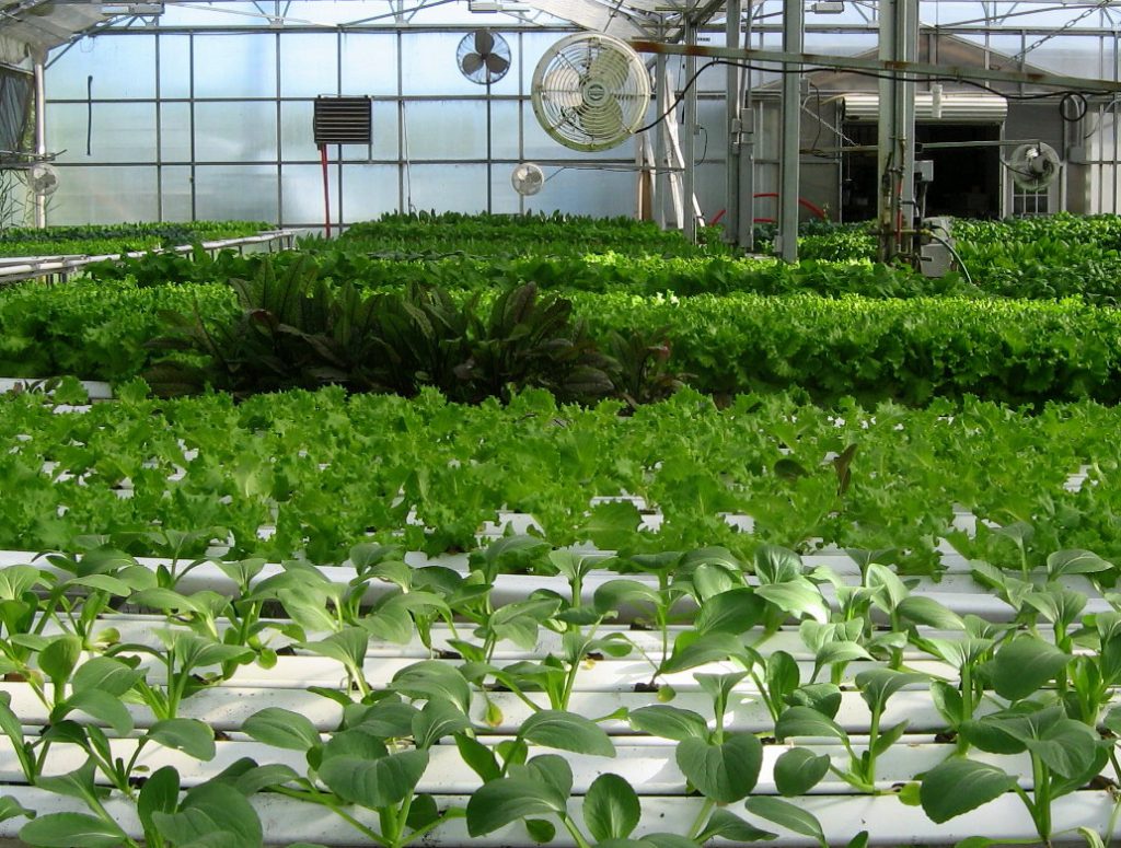 Bolton Farms hydroponic greenhouse