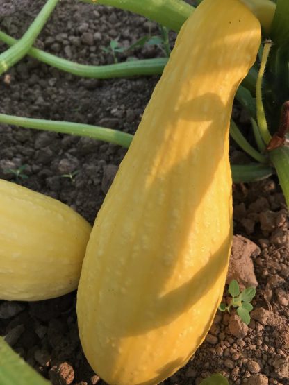 Summer Squash
