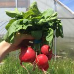 Radishes - bunch